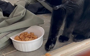 狗夥伴想吃零食拿不到！熱心貓「出手幫忙」：兄弟我罩你