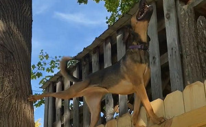 狗狗間諜訓練中？牠爬「細小木板」露燦笑：我身手不錯吧