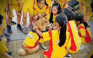 新北校園犬貓影片甄選出爐 自強國小「萌萌愛陶皂」奪冠