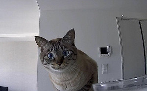 早上忘記給飼料！貓咪向寵物攝影機抱怨　憤怒身影全都錄