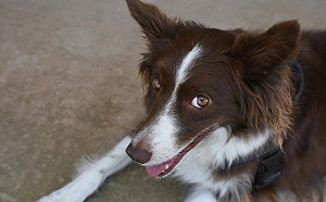 邊牧走失5小不害怕！自找警察局：我走丟了　飼主超驚慌