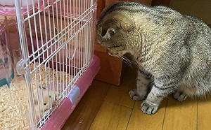 貓鼠之愛！愛喵突然「毛禿一塊」　飼主細究原因感動哭了