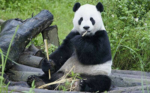 為蔡總統抱不平！矢板明夫：若台贈梅花鹿死去 習不可能會有任何表示