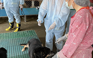 民官學協力 新北與台大協助私人收容所防疫1600隻犬貓 