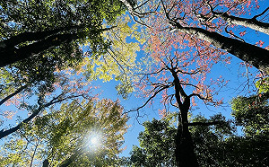 下週冷氣團報到！奧萬大有機會換上「滿山楓紅」美景