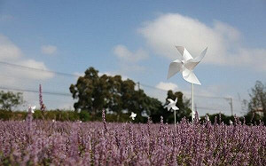 12.5萬株紫色花毯超浪漫！桃園仙草花節11/27夢幻登場