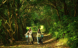 新北秘境-「大漢溪濕地綠色隧道」  樹木成蔭交疊