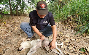流浪犬掛5公斤巨瘤狂竄！志工急鑽草叢救援：突破紀錄了