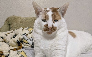 始終如一！臭臉橘貓「從小到大」臉沒變過　網友見圖笑翻