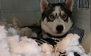 養2隻哈士奇！飼主曝「家中海量犧牲品」：處處是悲劇