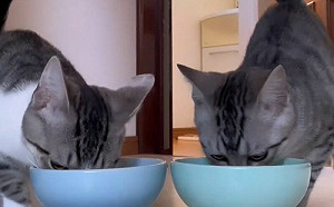 幼貓吃飯位置不能亂！飼主「怎麼換」都會回歸：我們超乖