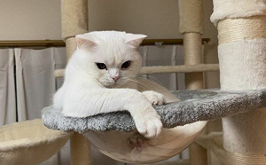 幼貓被忽視皺眉狂瞪！養1年臉「複製貼上」　激萌眼神曝