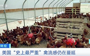史上最嚴重!超5230萬隻禽類被宰殺 美國禽流感疫情仍在擴散