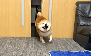 柴犬表情藏不住！見診療券「笑臉秒結屎」躲：別跟我說話