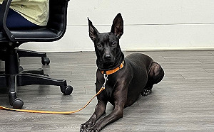 新北動保處提供免費課程 助飼主打造毛寶貝fit好身材