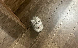 「腳掌大幼貓」竄出求關注！激萌照片引網議：好怕踩到牠