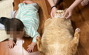 胖胖橘貓體型「壯過7月兒」！超巨身材曝　網傻：龍貓？