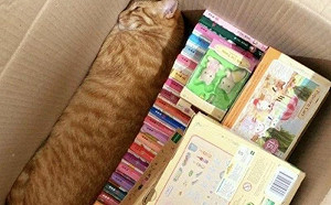 找不到貓滿屋巡！竟在這處發現「被收納好的喵」　網笑噴