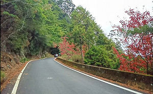 賞楓注意！大雪山林道12月「2時段」交管