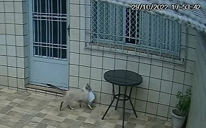 快遞丟包裹進車庫！貓看到「自發幫忙」：這東西該在家裡