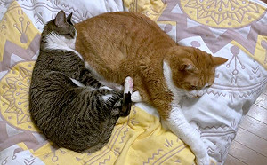 貓整臉埋入「同伴橘色肥屁屁」！邊吸邊睡超舒適：香啊