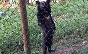 (影)工讀生不裝了？黑熊鐵網旁「直立行走」30秒　還懂看鏡頭