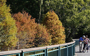 秋冬限定！日月潭落羽松轉金黃  夢幻畫面元旦假期看得到