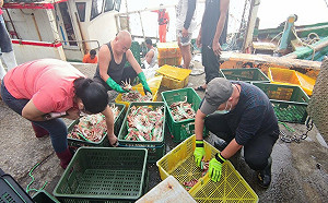 萬里蟹現正當食　 野柳假日活蟹市集加場5週   