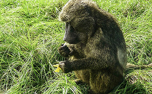 北市動物園端「蟲蟲大餐」迎歲末！東非狒狒意外成饕客