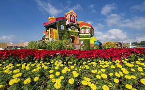 台中國際花毯節登場！新社20萬株鮮花打造台版普羅旺斯