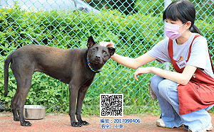 新北推動改變籠鍊犬   毛寶貝生教園區辦「抵家」展覽 