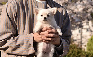 主人剛養不會抱！狗也「不會被抱」臉超矇　一年後成長了