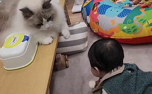 (影)嬰兒下秒將撞頭！貓大哥迅速「一掌制住」帥翻：那邊危險