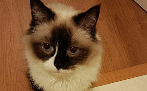 媽嘆「貓長大一碰就生氣」！醫揭原因笑翻網：奴才別碰