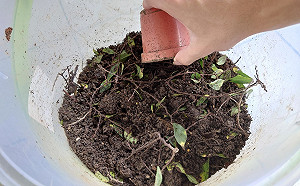 年末大掃除 新北景觀處教你園藝舊土翻新再利用