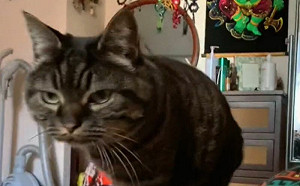 養貓人不需要鬧鐘！牠「每日準點行動」　第1視角畫面曝