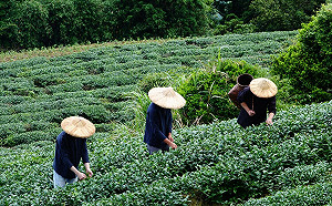 農保喪葬津貼提高靠地方爭取？農業部澄清：早有全面性規劃