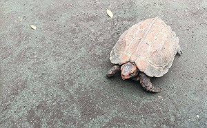 新北查核保育類動物 籲飼主通報動物死亡或脫逃