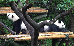 2歲「圓寶」長大了！動物園：開始訓練獨立生活