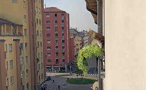 隔壁陽台驚見「貓型監視器」！牠圓睜雙眼狂盯：你在幹嘛