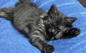 驚喜包小奶貓！「養10個月」大變身　氣質高雅如貴族