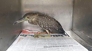黏鼠板接連誤傷鳥禽 新北動保處馳援安置