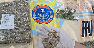茶農斜槓種大麻  中市警查獲栽種廠逮10人