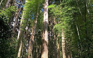 一秒到日本!阿里山「茶之道」竹林美景如京都嵐山超震撼