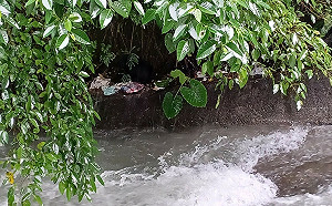 犬隻受困惡水兩天險送命 新北獸醫偕移工攀繩垂降急救援