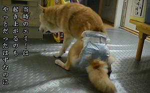 老柴犬站都站不穩!用盡全力爬向主人床邊:想要一起睡