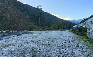 冬季限定美景！武陵農場「地面結霜」變身銀白世界如仙境