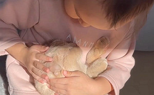 4歲童像小媽媽!輕拍搖晃「哄貓睡覺」 網見畫面都融化