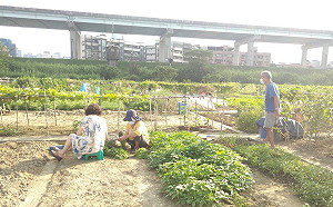 新北樂活農園明年1/4開放報名 歡迎大家來當都市農夫