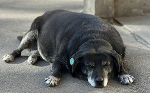 浪犬成谷歌地圖地標!網友狂推5星